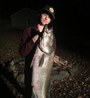 Huge Striped Bass catch from Narragansett Bay.