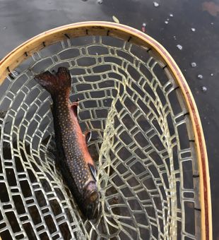 Where Vermont’s waters meet expert guidance