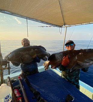 Goliath Grouper FL Key West