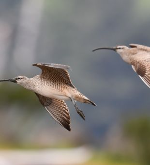 Coastal birdwatching in action