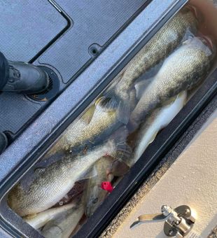 Walleye Run 2023 in Lake Erie