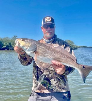 Crystal River trophy redfish