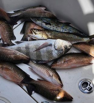 Best Cape Coral fishing experiences