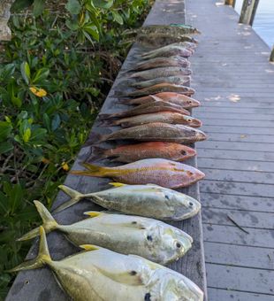 Fishing Jack Crevalle, Snappers and more!