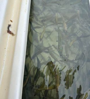 Venice's Finest Fishing Charter Experiences