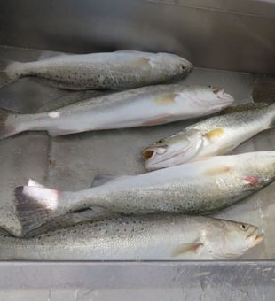 South Padre Island fishing delivers big catches and beautiful coastal scenery.