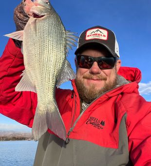 Quality Boyd Lake white bass. Loveland, CO