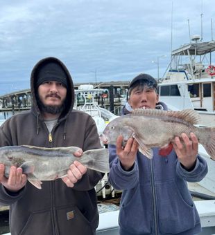 Blackfish Fishing in Belmar!