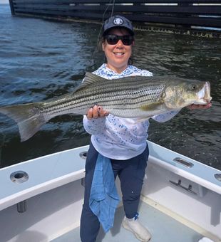 Beautiful striped bass from New York City waters!