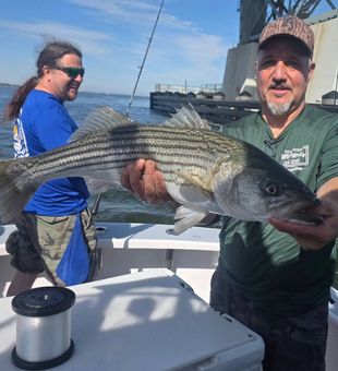 Beautiful striped bass caught in New York City waters!
