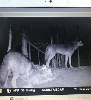 Maine hunting: thrill of a lifetime!