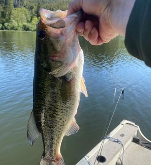 Bass fishing at its finest!