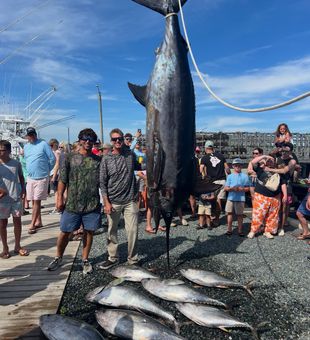 Epic blue marlin and yellowfin tuna haul in Weldon NC!