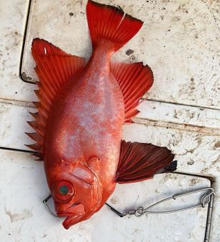 Fishing North Carolina’s prime rivers