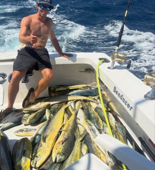 Epic mahi-mahi fishing haul.