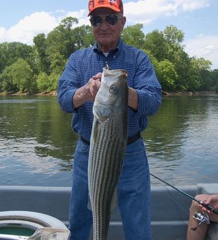 Nice striped bass from Weldon NC waters!