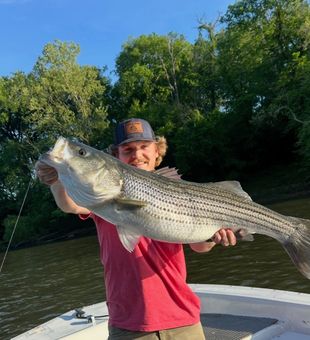 Beautiful Weldon NC striped bass makes the day!