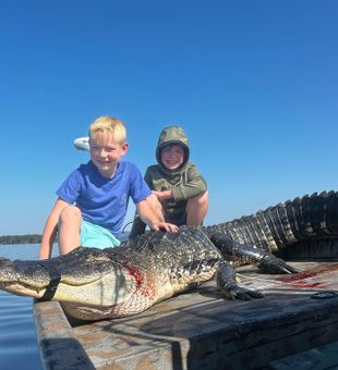 Fully guided gator hunt—day or night