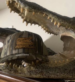 North Florida Trophy Gator Hunts