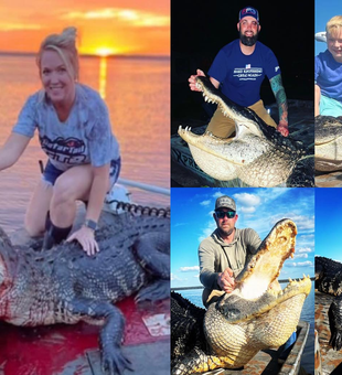 Florida Gator Hunts with Experts