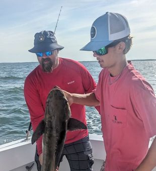 Strong cobia catch on a solid day offshore.