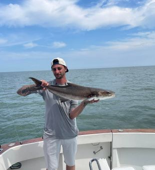 Powerful Cobia!