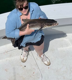 Cobia catch on Florida charter
