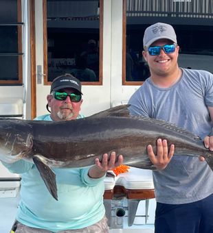 Massive Cobia!