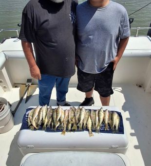 Nice Port Clinton Lake Erie yellow perch haul