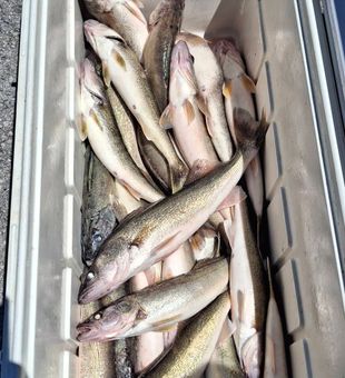Great walleye haul from Port Clinton waters!