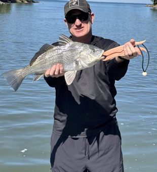 Beautiful black drum caught in Bonita Springs waters!