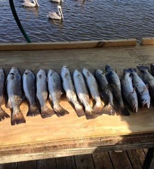 Biloxi fishing: Inshore fishing for Sea Trout