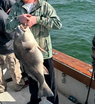Massive black drum catch!