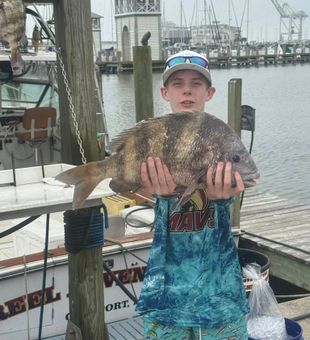 Impressive sheepshead dock catch