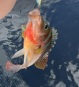 Explore Fort Lauderdale by Boat