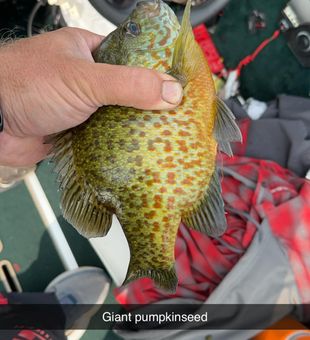Crappie close-ups in Fort Atkinson!