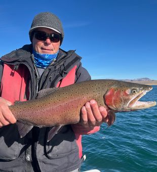 Brilliant Lahontan cutthroat, Pyramid Lake.