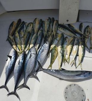 King Mackerel, Albacore and Mahi mahi catches!