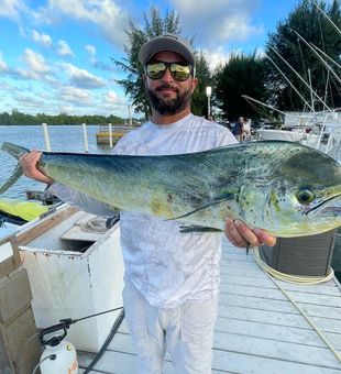 Solid mahi-mahi dockside catch