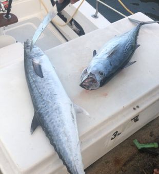 Trade crowded beaches for open ocean and experience the excitement of offshore fishing off the coast of Fajardo, Puerto Rico.