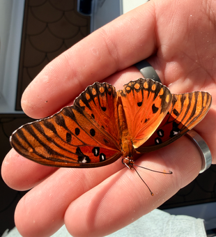 Even the local butterflies wanted to join our fishing adventure today!