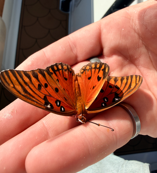 Even the local butterflies want to join the fishing adventure! Becoming cloudy but spirits stay high.