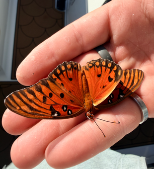 Even the butterflies know where the best fishing spots are! Deep sea jigging and trolling with light tackle in Savannah.