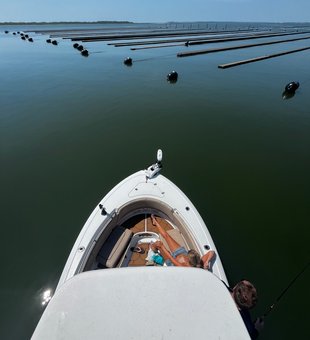 Perfect conditions for deep sea jigging and trolling with light tackle near the aquaculture farms.