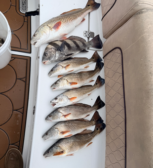 Blasted today with redfish and black drum using deep sea jigging and trolling techniques!
