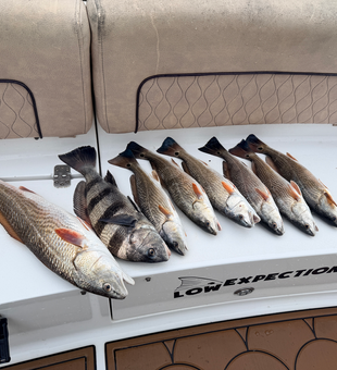 Nice redfish haul using deep sea jigging and light tackle techniques!