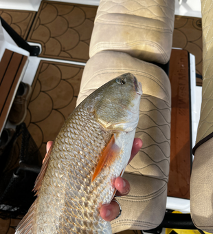 Reeling in a redfish on a partly cloudy day with storm clouds brewing!