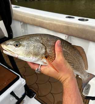 Reeling in redfish gold in stormy Savannah!