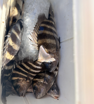 Nice sheepshead action using deep sea jigging and light tackle techniques!