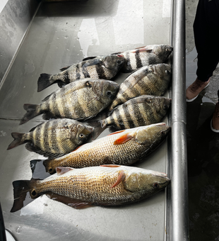 Caught a variety of fish on the river thanks to some tricky techniques!